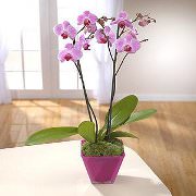 Phalaenopsis orchid