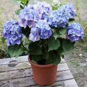 hydrangea plant