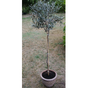 olive tree