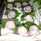 Ocean Song Rose Buttonholes